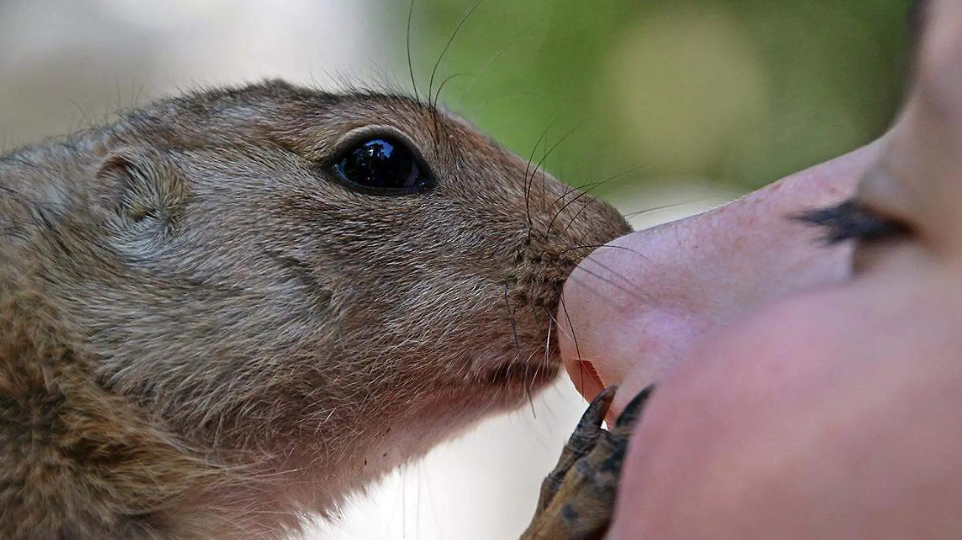 Puebla cuenta con diversos espacios para los amantes de los animales, en los que se pueden observar e incluso interactuar con diversas especies